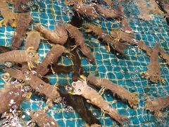 -驻海渔市(置信店)