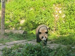 -中国大熊猫保护研究中心雅安碧峰峡基地