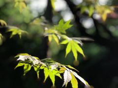 -杭州半山国家森林公园