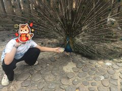 -西双版纳傣族园