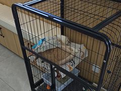 -瑞派长江宠物医院·猫科·外科·24小时夜护(谊城公寓分院)