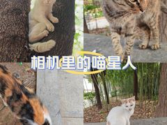 -西安大兴善寺