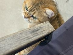 -Heymao猫咖.咖啡厅(东门店)