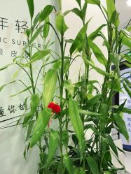 -联合丽格·张菡丽格医疗美容