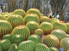 -深圳仙湖植物园