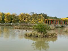 -天适樱花悠乐园