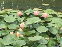 景点-荷花荡