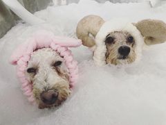 -Oh My Dog宠物沙龙(伊珊娜皮毛护理店)