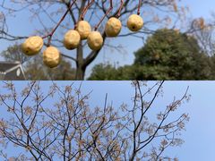 -无锡梅园公园