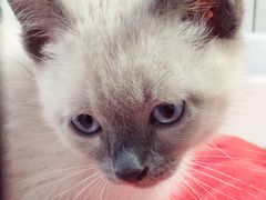 -喵zoo家庭繁育猫舍(尖东智能花园店)