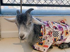 -怪兽屋·羊驼·猫咖·狗咖(俊华广场店)