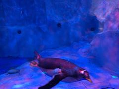 -芜湖新华联大白鲸海洋公园