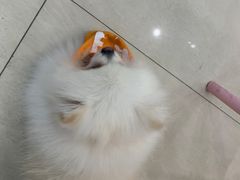 -乐琪宠物医院·犬猫专科·骨外科·急重症