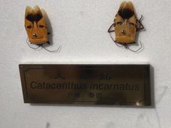 -上海昆虫博物馆