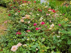 -人民公园(罗湖区)