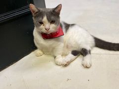 -猫色咖啡·猫咖