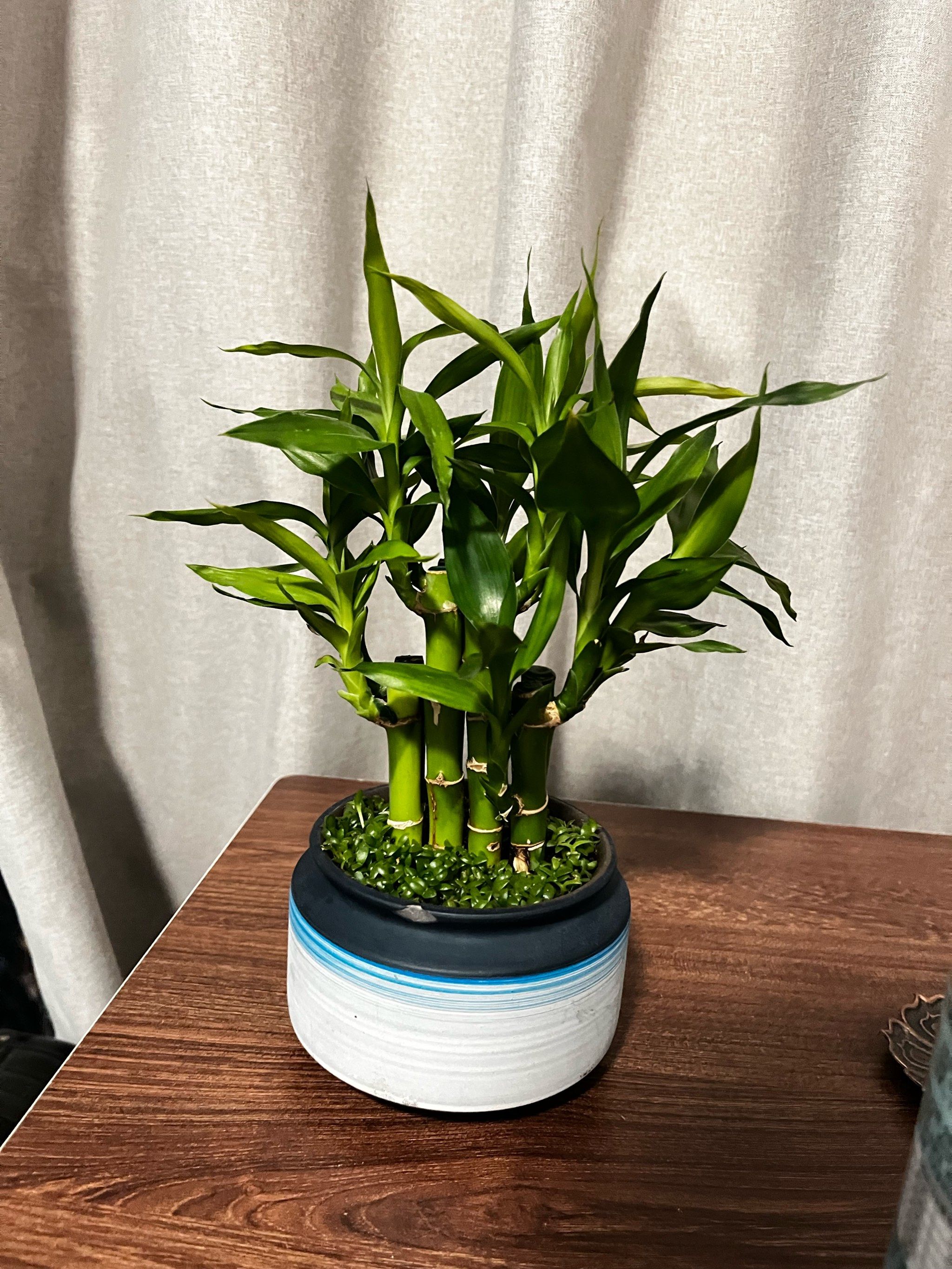 家里养了一棵转运竹