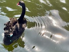 -合肥野生动物园
