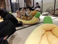 -逗柴咖啡屋·狗咖猫咖宠物桌游