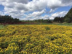 -北纬44度·金珠花海休闲农业旅游景区