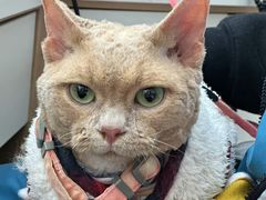 -瑞派蒂凯宠物医院·心脏科·口腔科·皮肤科