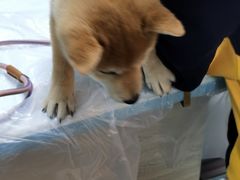-半岛宠物医院24小时(科华中路店)