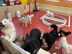 -和它·交个朋友·狗咖猫咖(爱琴海店)