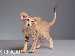 -十年猫舍·猫咪专门店(普陀店)