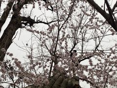 -桃花堤公园