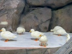 -海合安青岛极地海洋公园