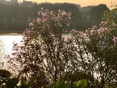 -立新湖公园