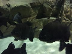 -洛阳龙门海洋馆