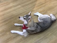 -Husky Go! 哈士奇体验馆·宠物咖啡厅狗咖