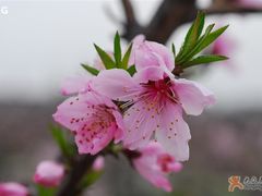 -南汇桃花村