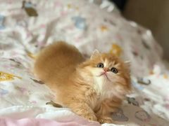 -猫十亿·布偶金渐层·曼基康矮脚猫舍(青年路店)