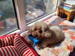 -pd派德宠物中心医院24H急重症·眼科中心·血液透析中心(嵩山北路店)