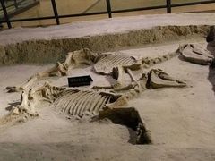 android_upload_pic-洛阳周王城天子驾六博物馆