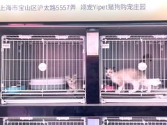 -翊宠yipet猫狗购宠庄园犬舍•猫舍