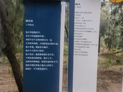 -大京沙滩