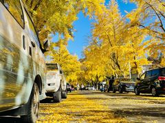 -三里屯东五街银杏大道