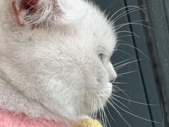 -怪兽屋·羊驼·猫咖·狗咖(俊华广场店)