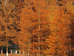 -白鹭湾湿地公园