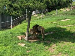 -西霞口神雕山野生动物世界