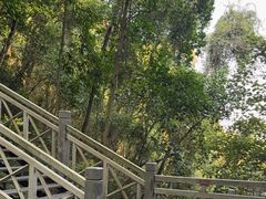 -南宁良凤江国家森林公园