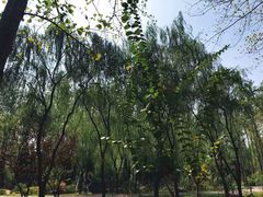 -合肥滨湖国家森林公园