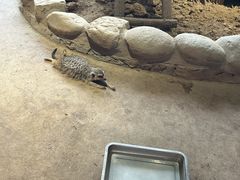 -石家庄市动物园