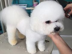 -北京观赏动物医院·24小时大型综合·猫专科·异宠专科