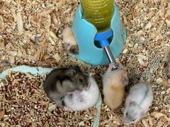 -桂林市花鸟市场