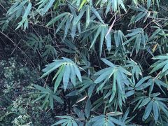 -漳州云洞岩风景区-瑞竹岩