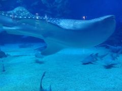 -烟台海昌鲸鲨海洋公园